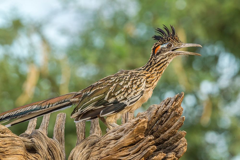 Arizona-Santa Cruz County Roadrunner on stump